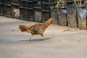 Chinese Bamboo Partridge
