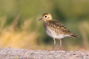 European Golden Plover