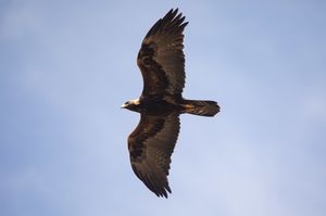 Golden Eagle