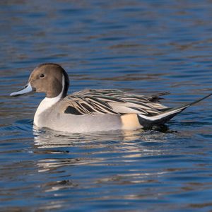 Northern Pintail