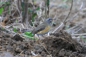 Eyebrowed Thrush
