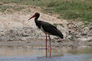 Black Stork