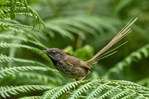 Black-throated Prinia