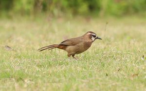 White-browed Laughingthrush