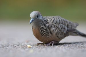 Zebra Dove