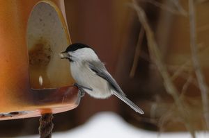 Willow Tit