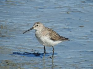 Curlew Sandpiper