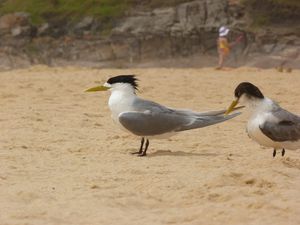 Greater Crested Tern