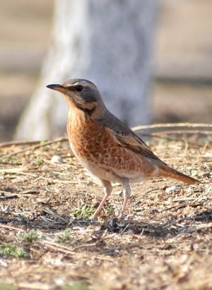 Naumann's Thrush