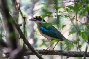 Fairy Pitta