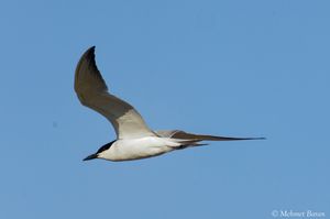 Gull-billed Tern