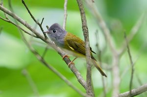 Grey-headed Canary-flycatcher