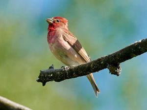 Common Rosefinch
