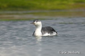 Red-throated Loon