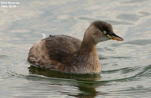 Little Grebe