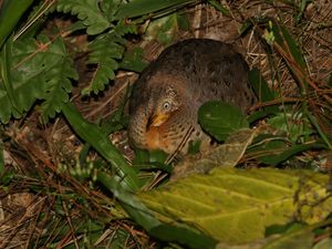 Yellow-legged Buttonquail