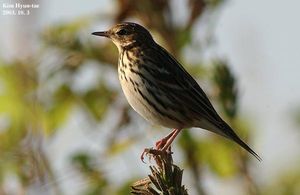 Pechora Pipit