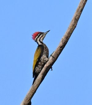 Common Flameback