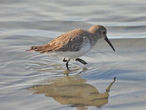 Dunlin