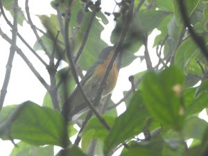 Slaty-backed Flycatcher