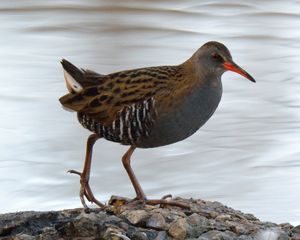 Water Rail