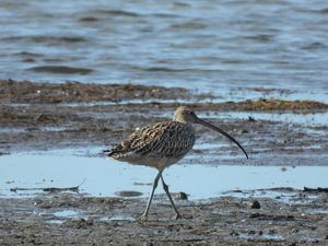 Far Eastern Curlew