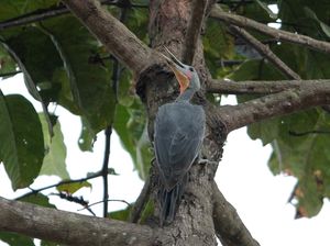 Great Slaty Woodpecker