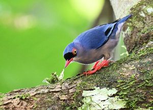 Velvet-fronted Nuthatch