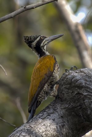 Greater Flameback