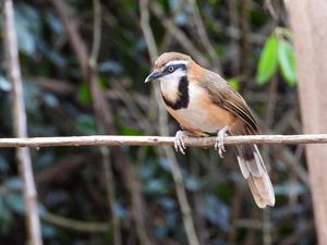 Lesser Necklaced Laughingthrush
