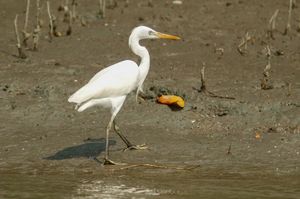 Chinese Egret