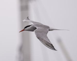 Common Tern