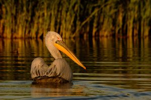 Dalmatian Pelican