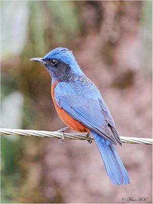 Chestnut-bellied Rock Thrush