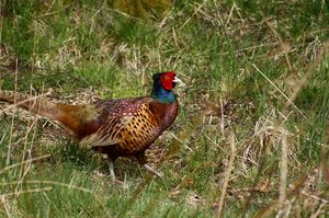 Common Pheasant
