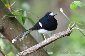 White-crowned Forktail