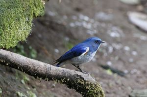 Himalayan Bluetail
