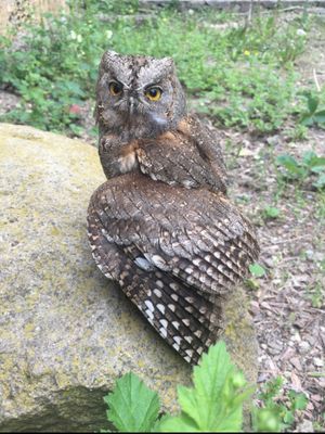 Eurasian Scops Owl