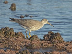 Grey-tailed Tattler