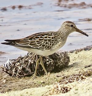 斑胸滨鹬