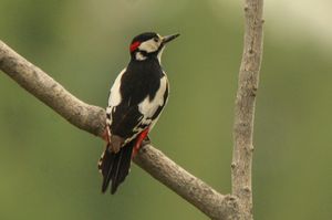 White-winged Woodpecker
