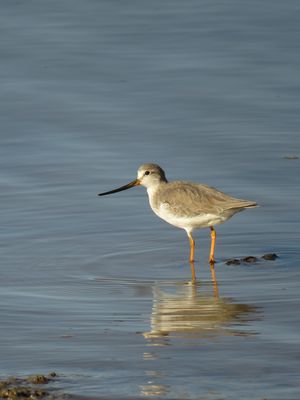 Terek Sandpiper