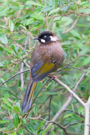 Black-faced Laughingthrush