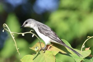 Ashy Minivet