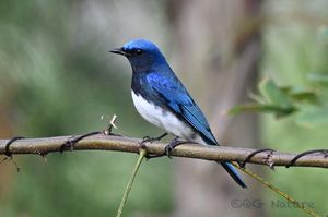 Blue-and-white Flycatcher