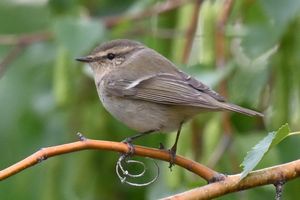Hume's Leaf Warbler