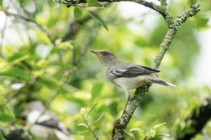 White-shouldered Starling