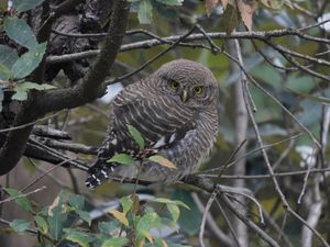 Asian Barred Owlet