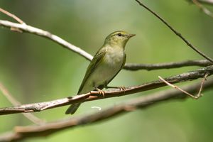 Wood Warbler