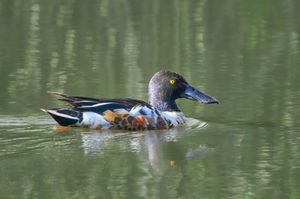Northern Shoveler